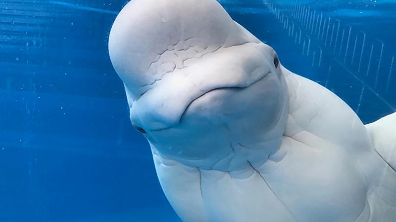 Cá voi Beluga là một loài cá voi vô cùng dễ thương với sắc trắng đặc biệt