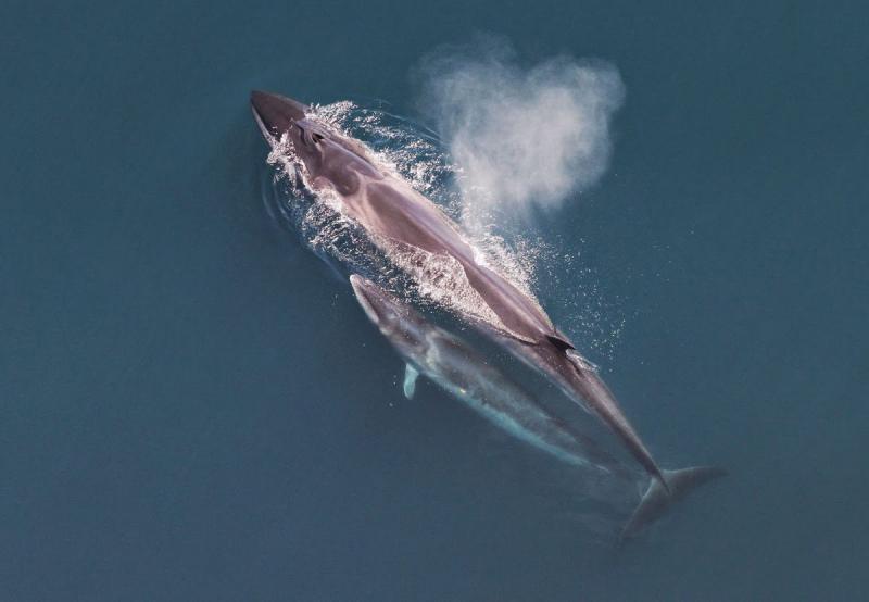 Cá voi Sei với cân nặng khúng tới 22,5 tấn