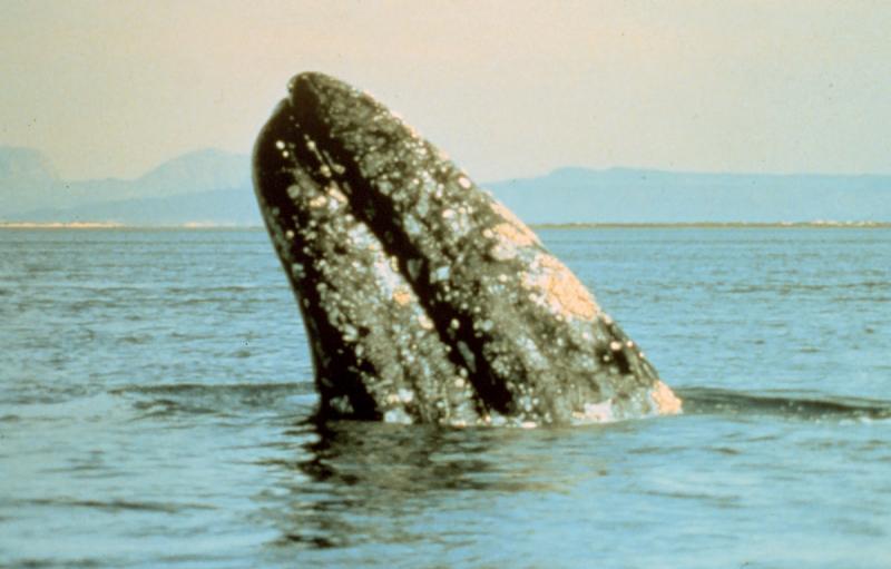 Cá voi xám nặng tới 1.950kg