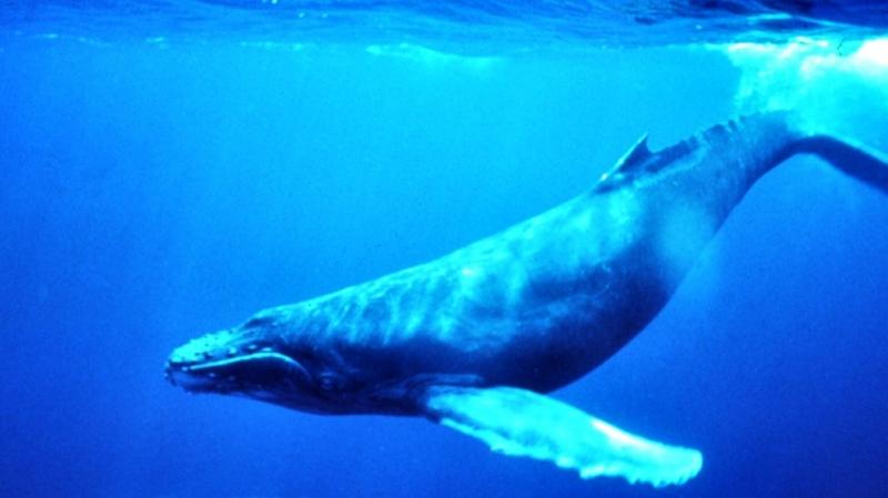 Cá voi xanh là loài động vật nặng nhất thế giới