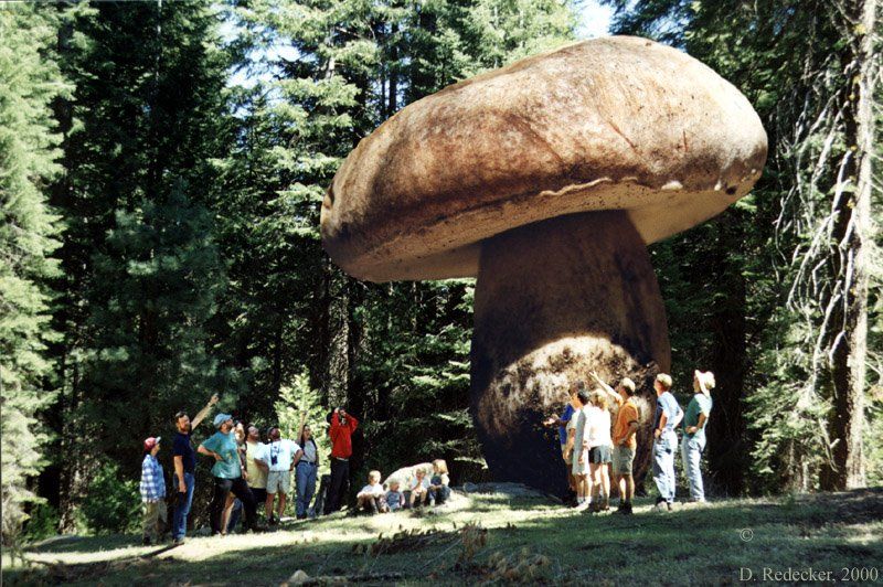 Nấm Armillaria ostoyae