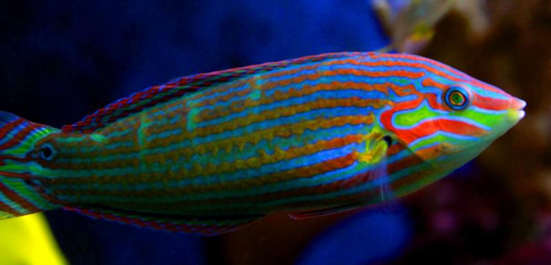 Cá Wrasse – bác sỹ thẩm mỹ