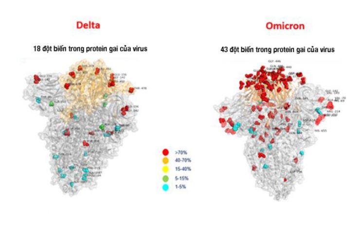 Biến thể Omicron có đột biến cao gấp nhiều lần  biến thể Delta. (Ảnh: vnexpress)