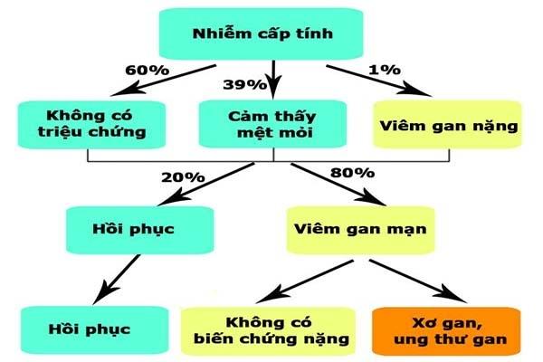 Các giai đoạn phát triển của viêm gan C