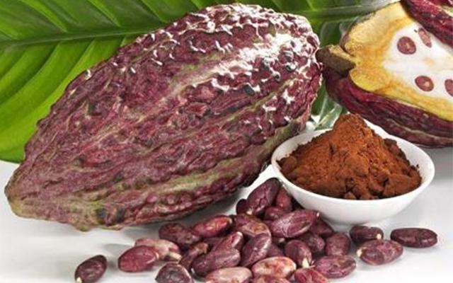 Các hợp chất flavonol trong ca cao