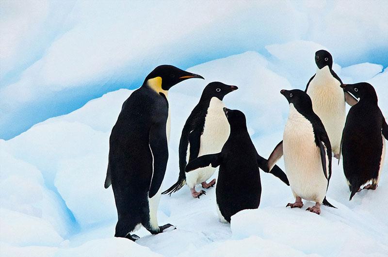 Các loài chim cánh cụt