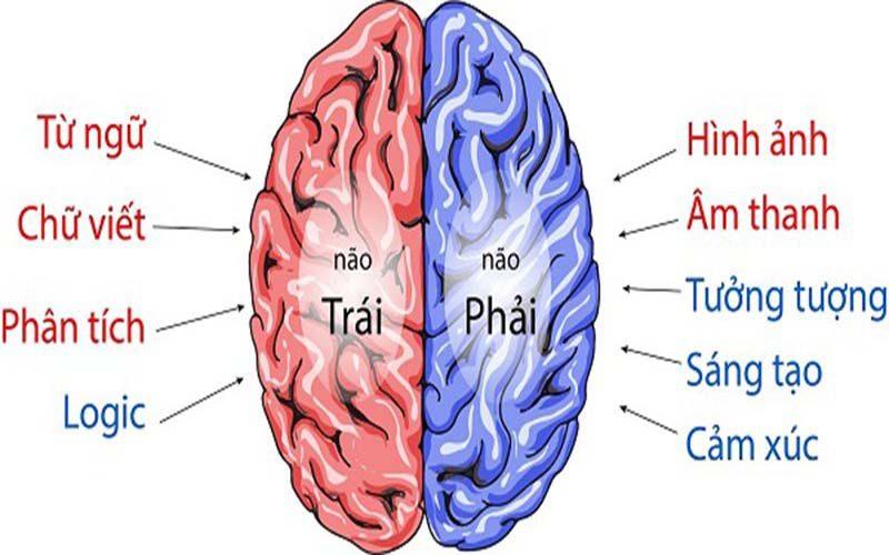 Cách dạy trẻ nên chú ý đến bán cầu não trái và phải