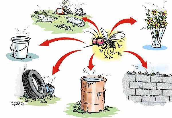 Vệ sinh môi trường để tránh muỗi sinh sôi và phát triển
