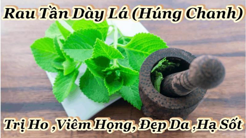 Cách trị ho bằng rau tần dày (rau húng chanh)