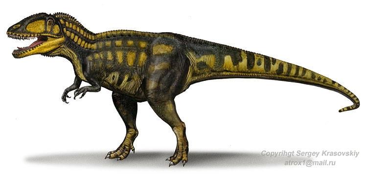 Carcharodontosaurus với kích thước rất lớn