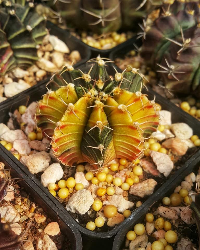 Cactus Garden Bien Hoa