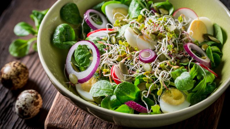 Salad cải xanh, rau mầm