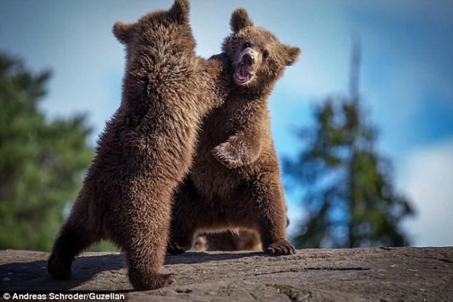 Cần làm gì khni va chạm với gấu nâu