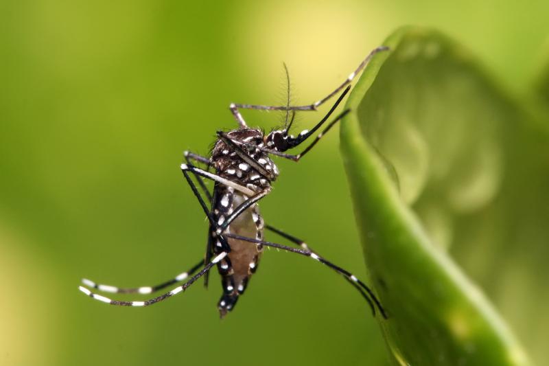 Cánh của muỗi đập liên tục từ 300 tới 600 lần/giây