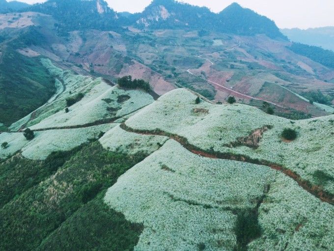 Cánh đồng hoa cải trắng ở Mộc Châu, Sơn La