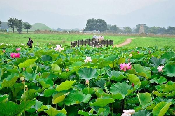 Top 13 cánh đồng hoa đẹp nhất ở Việt Nam có thể bạn muốn biết - Toplist.vn