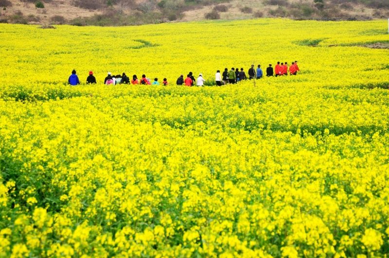 Top 13 cánh đồng hoa đẹp nhất ở Việt Nam có thể bạn muốn biết ...