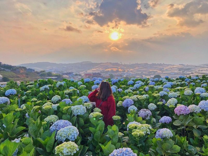 Cánh đồng hoa cẩm tú cầu ở Đà Lạt