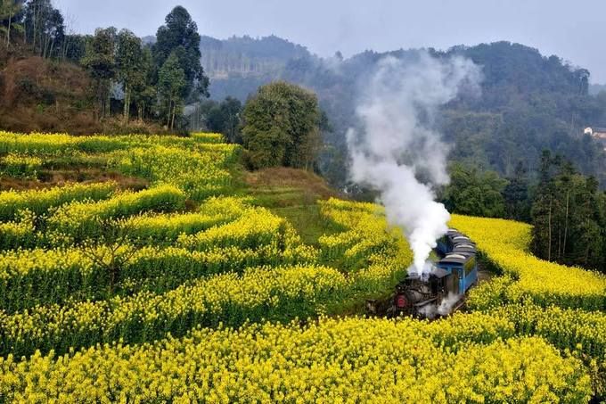 Cánh đồng hoa Canola, Trung Quốc