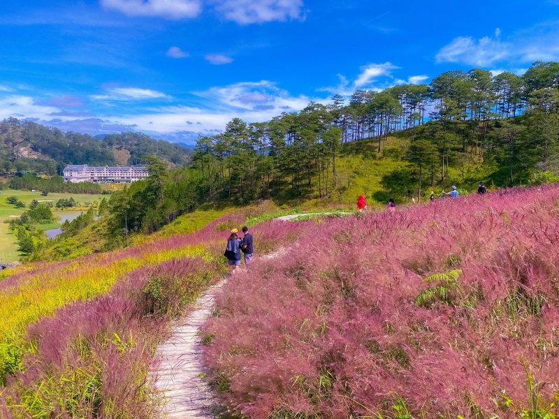 Cánh đồng hoa cỏ hồng ở Đà Lạt