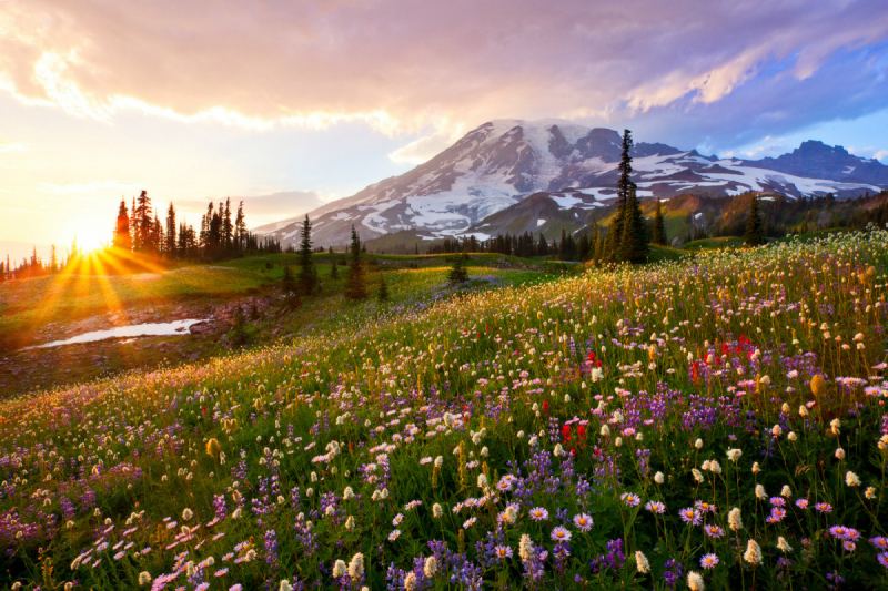 Cánh đồng hoa dại ở Vườn Quốc gia Mount Rainier, Mỹ