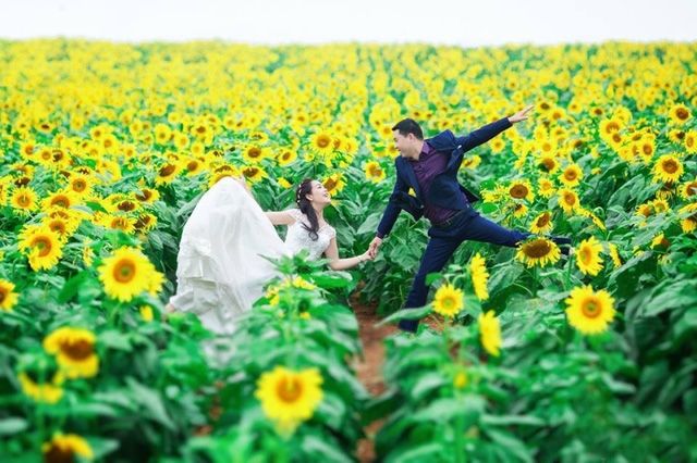 Top 12 cánh đồng hoa đẹp nhất Việt Nam thu hút dân phượt về chụp hình dịp cuối năm