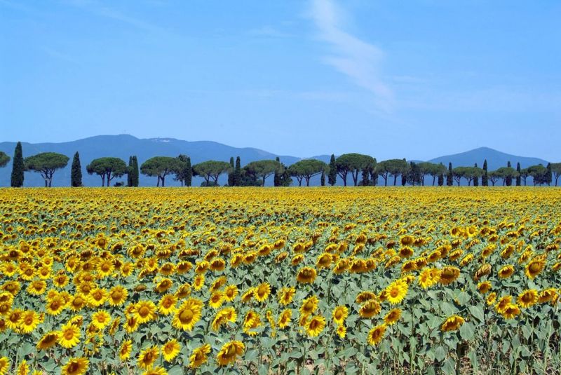 Cánh đồng hoa hướng dương ở Tuscany - Ý