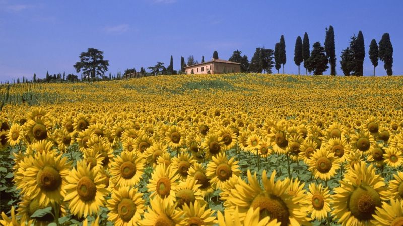 Cánh đồng hoa hướng dương ở Tuscany - Ý