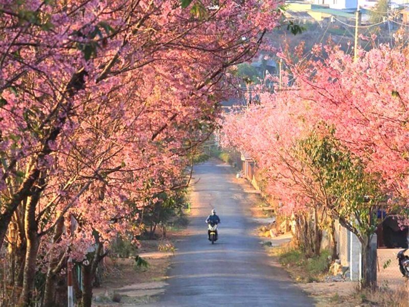 Cánh đồng hoa mai anh đào - Đà Lạt