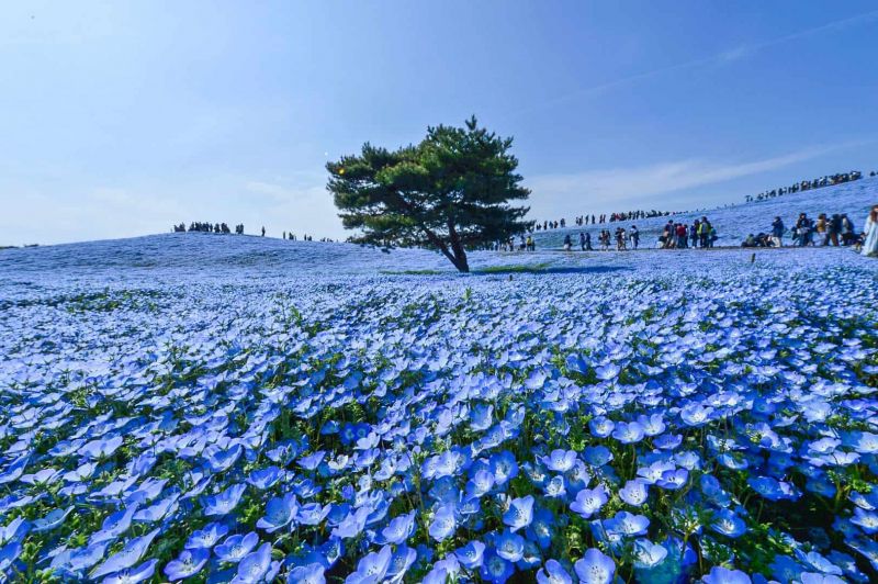 Cánh đồng hoa Nemophila – công viên Hitachi, Nhật Bản