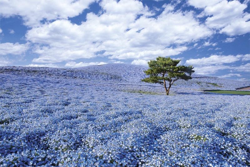 Cánh đồng hoa Nemophila