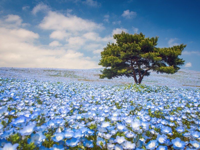 Cánh đồng hoa Nemophila