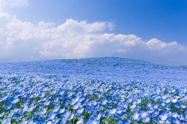 Cánh đồng hoa Nemophila ở đảo Honshu, Nhật Bản