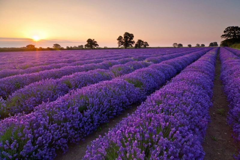 Cánh đồng hoa oải hương - Lavender Đà Lạt