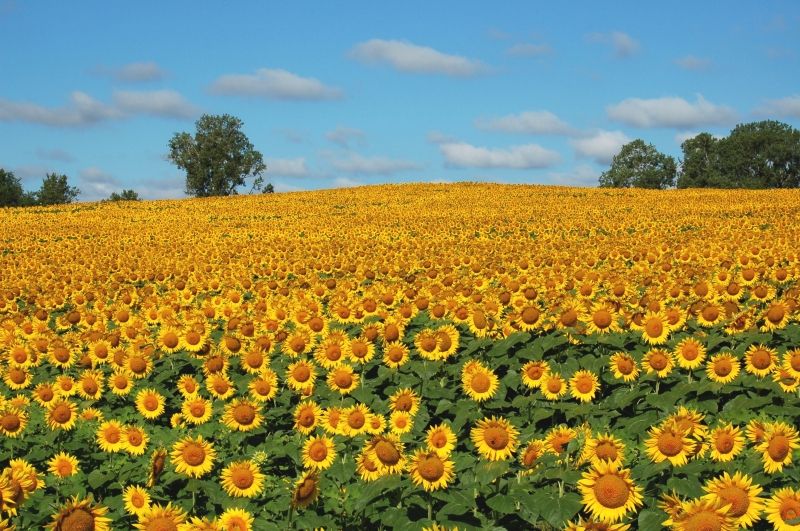 Top 10 cánh đồng hoa đẹp nhất thế giới
