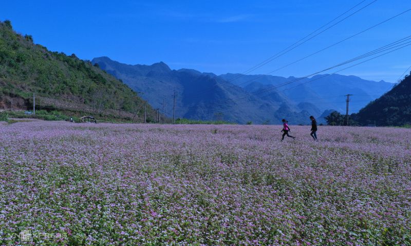 Cánh đồng hoa tam giác mạch