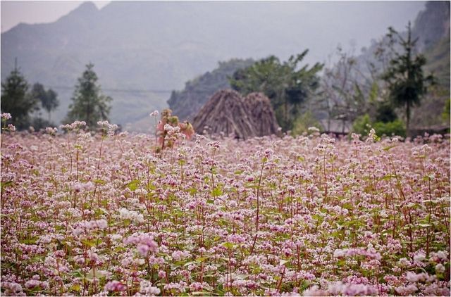 Tam giác mạch Hà Giang