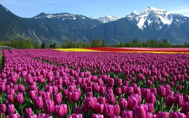 Cánh đồng hoa tulip Hà Lan