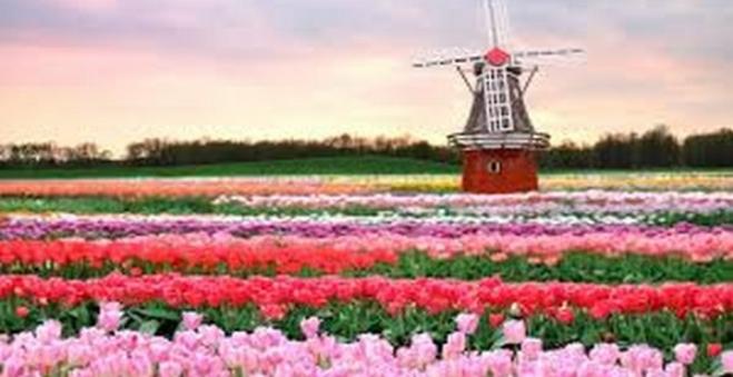 Cánh đồng hoa tulip Hà Lan
