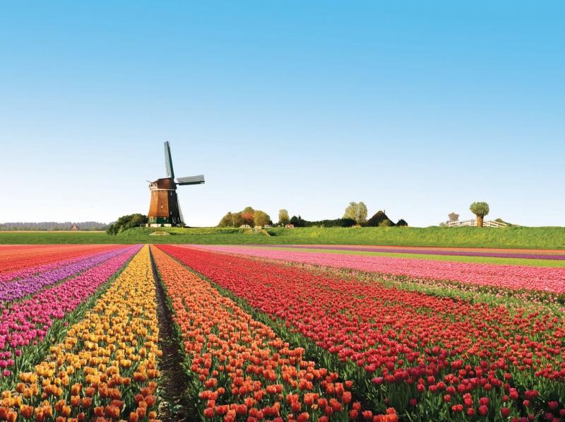 Top 10 cánh đồng hoa đẹp nhất thế giới