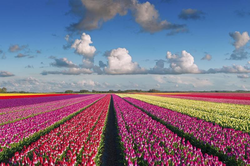 Cánh đồng hoa tulip – Keukenhof,  Hà Lan