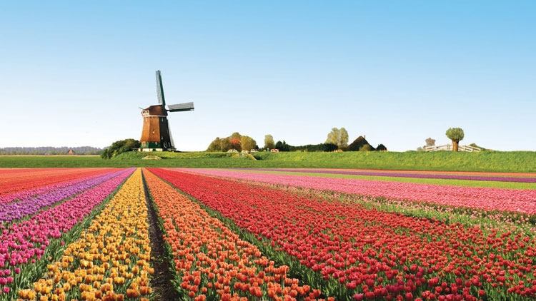 Cánh đồng hoa Keukenhof khổng lồ