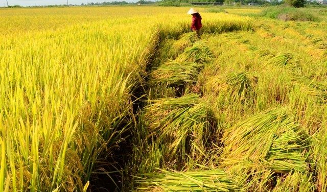 Người dân trong xóm em khi mùa lúa chín thường thức dậy rất sớm để ra đồng đi gặt. Tiếng gặt lúa nghe sột soạt, phá tan đi sự yên lặng của sáng sớm.