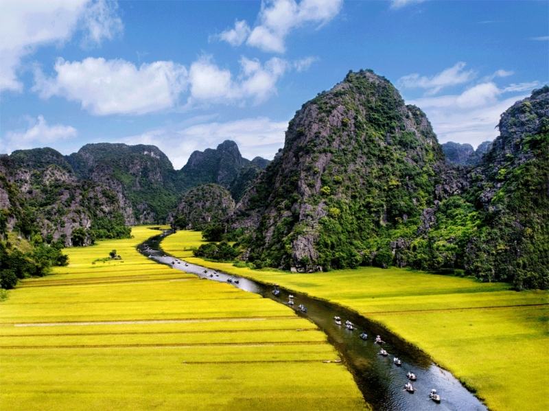 Những đồng lúa chín vàng trải dài khắp đất nước Việt Nam