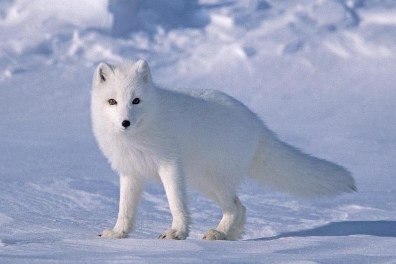 Cáo tuyết Bắc Cực có thể sống trong thời tiết cực kỳ giá rét