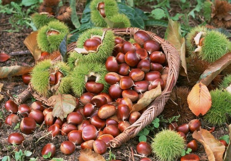 Cao Bằng Foods