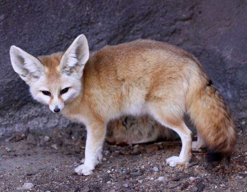 Cáo Fennec là loài cáo nhỏ nhất thế giới