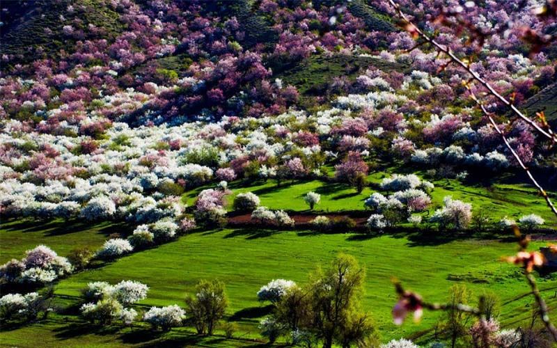 Cao nguyên Yili tại Tân Cương (Trung Quốc)