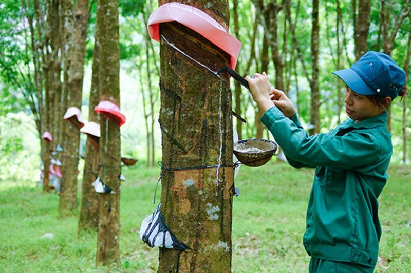 Cao su là mặt hàng xuất khẩu chủ lực của Việt Nam