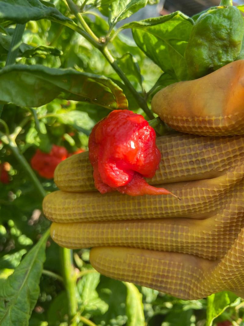 Ớt Carolina Reaper của Mỹ